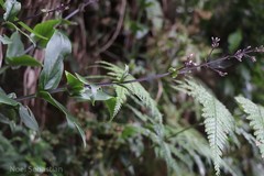 Diotacanthus grandis